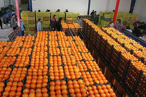 خرید کنسانتره پرتقال بم کرمان + قیمت فروش استثنایی